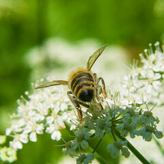 The Bee on a flower