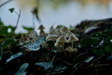 Toadstools, 
