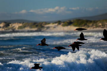 Oyster catcher birds with red beaks are flying over the ocean