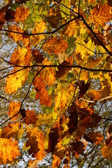 Złota polska jasień © SZYMON