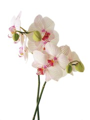 Naklejka na ściany i meble pretty,pink and purple flowers of orchid Phalaenopsis