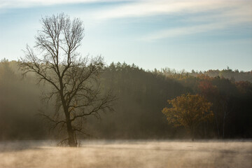 trees in the fog