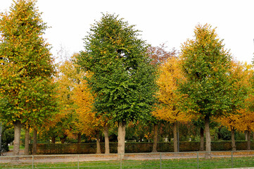 Naklejka premium autumn in the park