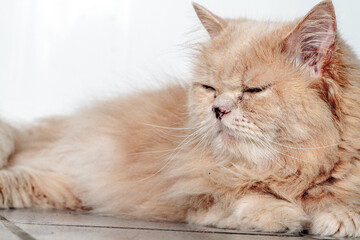 red persian cat
