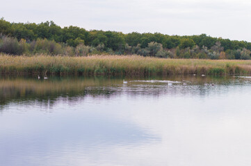 wild birds on the river against the background of reeds and trees