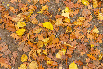 autumn leaves on the ground background