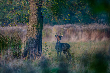 fallow deer stag in the wild