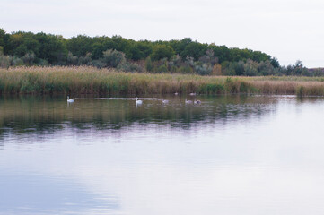wild birds on the river against the background of reeds and trees