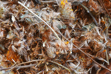 A close up image of dried Arnica flowers in a hand made pottery bowl. 
