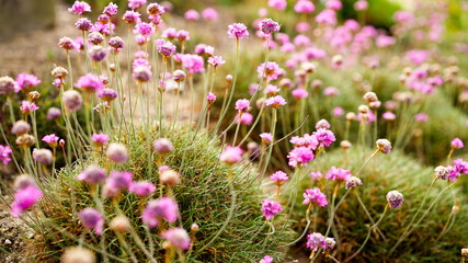 close up of pink Armeria. also known as lady's cushion, thrift, or sea pink

