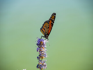 Close up shot of the beautiful monarch butterfly