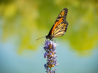 Close up shot of the beautiful monarch butterfly