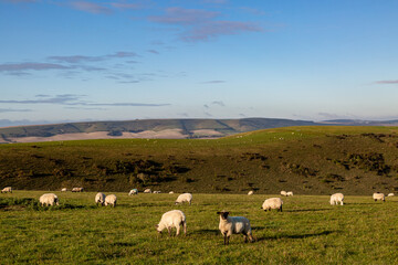 Fototapeta premium Grazing Sheep in the South Downs