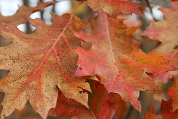 Autumn