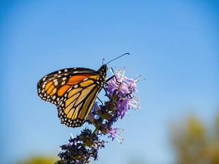 Close up shot of the beautiful monarch butterfly