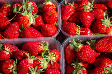 strawberries in a box