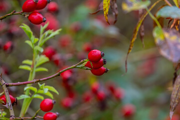 red berries on a bush