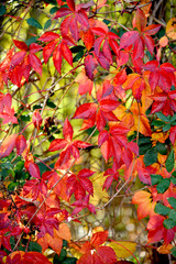 Rouge et vert ! beauté de la nature !