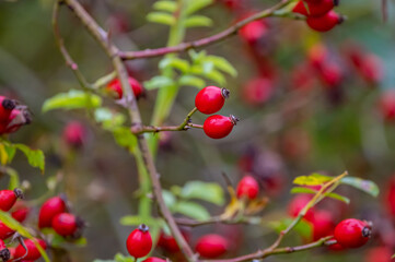 Obraz premium red berries on a branch