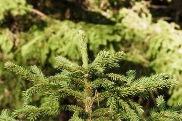 Green spruce branch close-up, coniferous tree in forest © Aritel