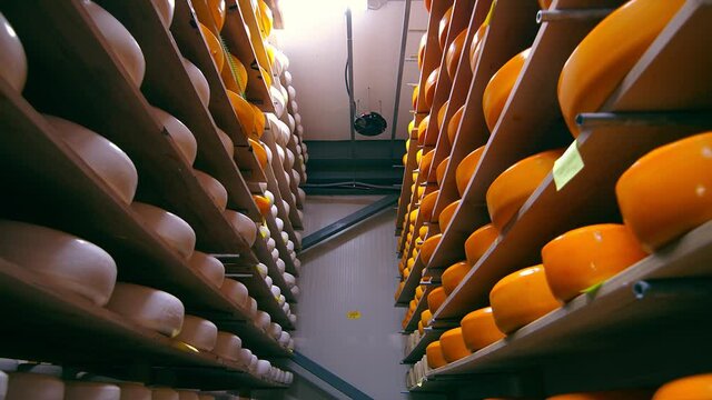 Storage of cheese of different varieties on wooden shelves in the refrigerator. Cheese on the shelves of the storage chamber.