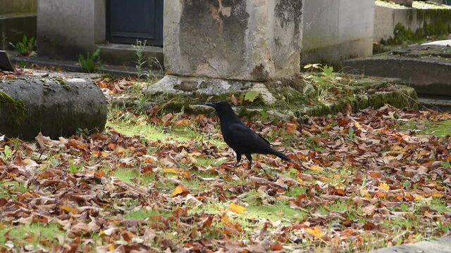 The carrion crow at P&egrave;re Lachaise cemetery in Paris