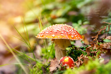 Red fly agaric, Amarita muscaria, in the autumn forest