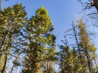 Sunny landscape of the Bristlecone Trail