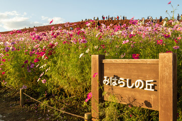 Signpost of a flower field in japanese translated as Miharashi hill, inside Hitachi seaside park,...