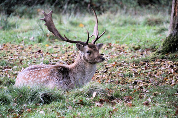 A close up of a Fallow Deer Stag