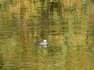 Close up shot of cute rubber duck