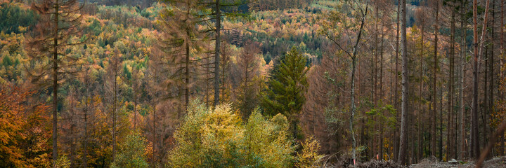 Dark green forest landscape scenery