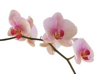pretty,pink and purple flowers of orchid Phalaenopsis