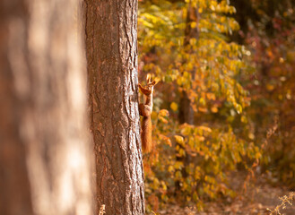 Funny little squirrel climbing tree in autumn park, space for text. Adorable wild animal in its natural habitat