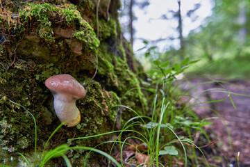 Mushroom growing in forest on rotten tree