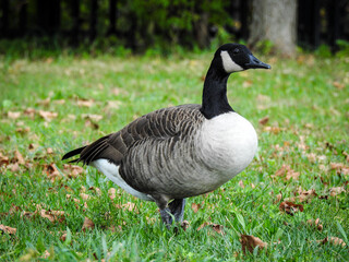 One Canadian Goose 