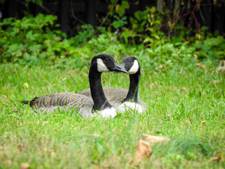 goose on the grass, geese on the grass ducks, geese couple 