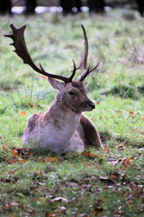 A close up of a Fallow Deer Stag