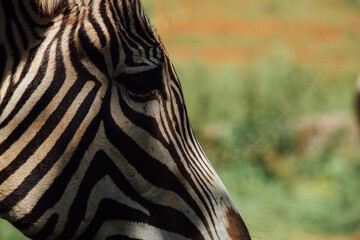 Naklejka premium Zebra eye while looking at his companions