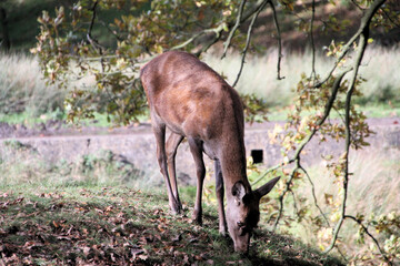 A close up of a Red Deer