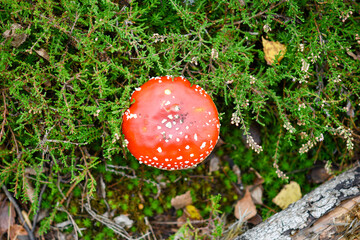 Amanita muscaria mushroom in the forest