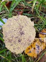 autumn leaves on the ground