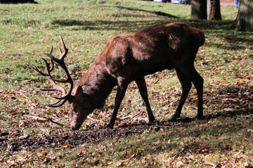 A Red Deer Stag in the wild