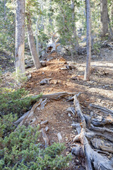 Sunny landscape of the Bristlecone Trail