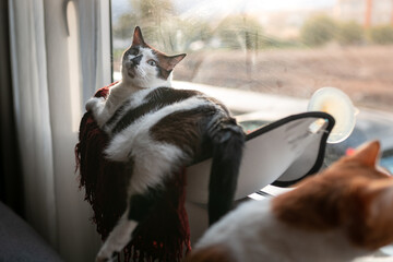 gato blanco y negro con ojos azules acostado en una hamaca junto a la ventana , mira hacia atrás