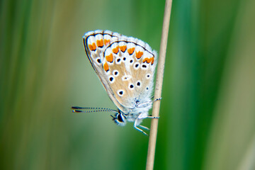 Isolated butterfly in grass field