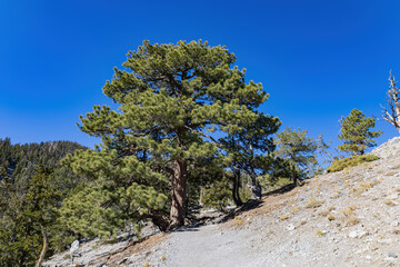 Obraz premium Sunny landscape of the Bristlecone Trail