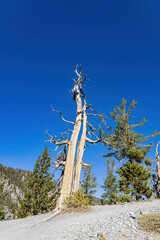 Naklejka premium Sunny landscape of the Bristlecone Trail