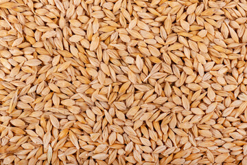 Malted barley grains background. Barley seed close up. Top view.