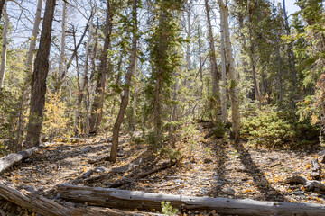 Sunny landscape of the Bristlecone Trail
